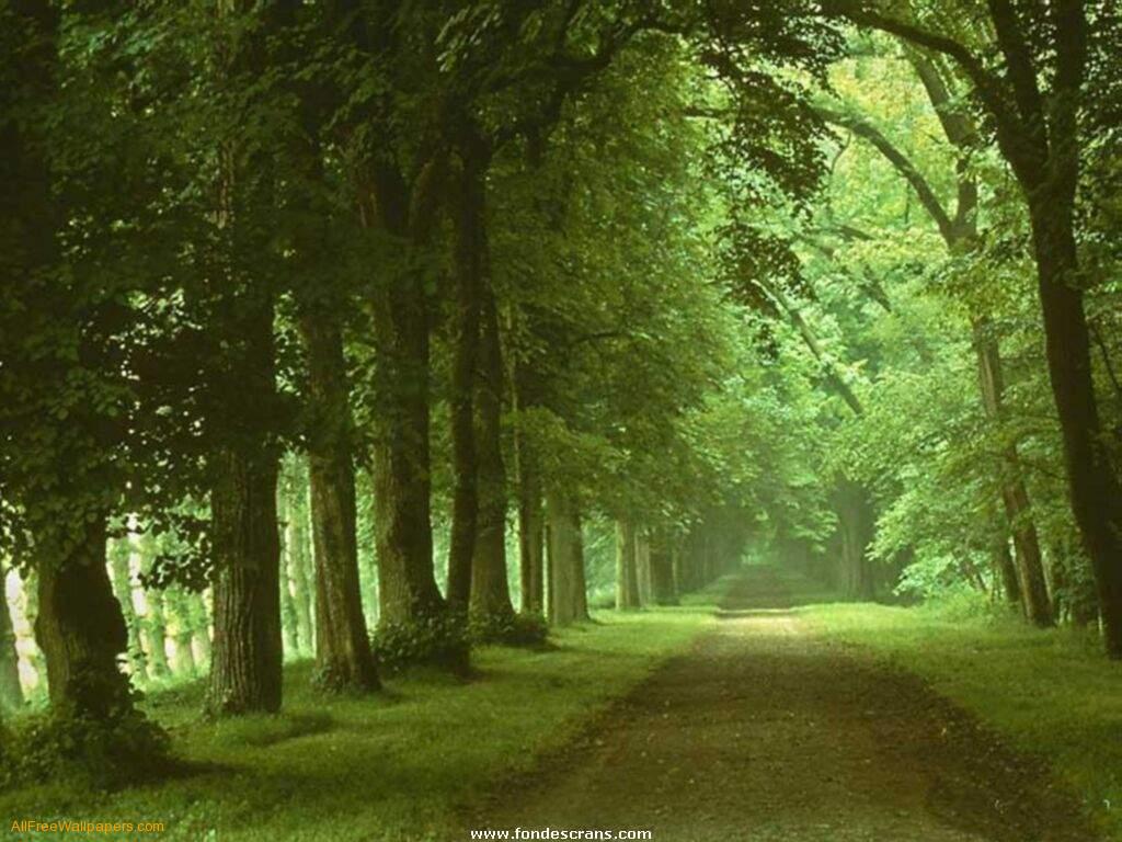 http://castzbordz.files.wordpress.com/2012/02/green-trees-nature-wallpaper.jpg